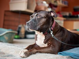 Pronounce Pit Bull And Why It Really Matters
