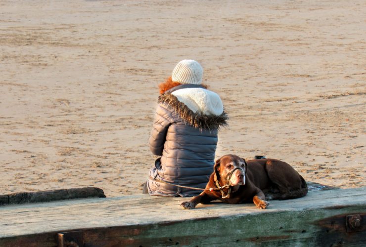 Bully Supplements of 2022