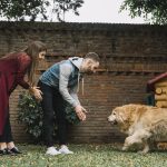 When Your American Bully Will Fill Out