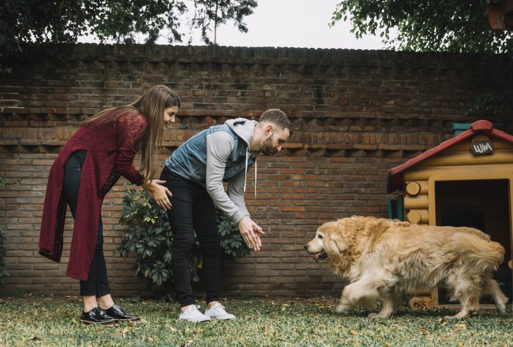 When Your American Bully Will Fill Out