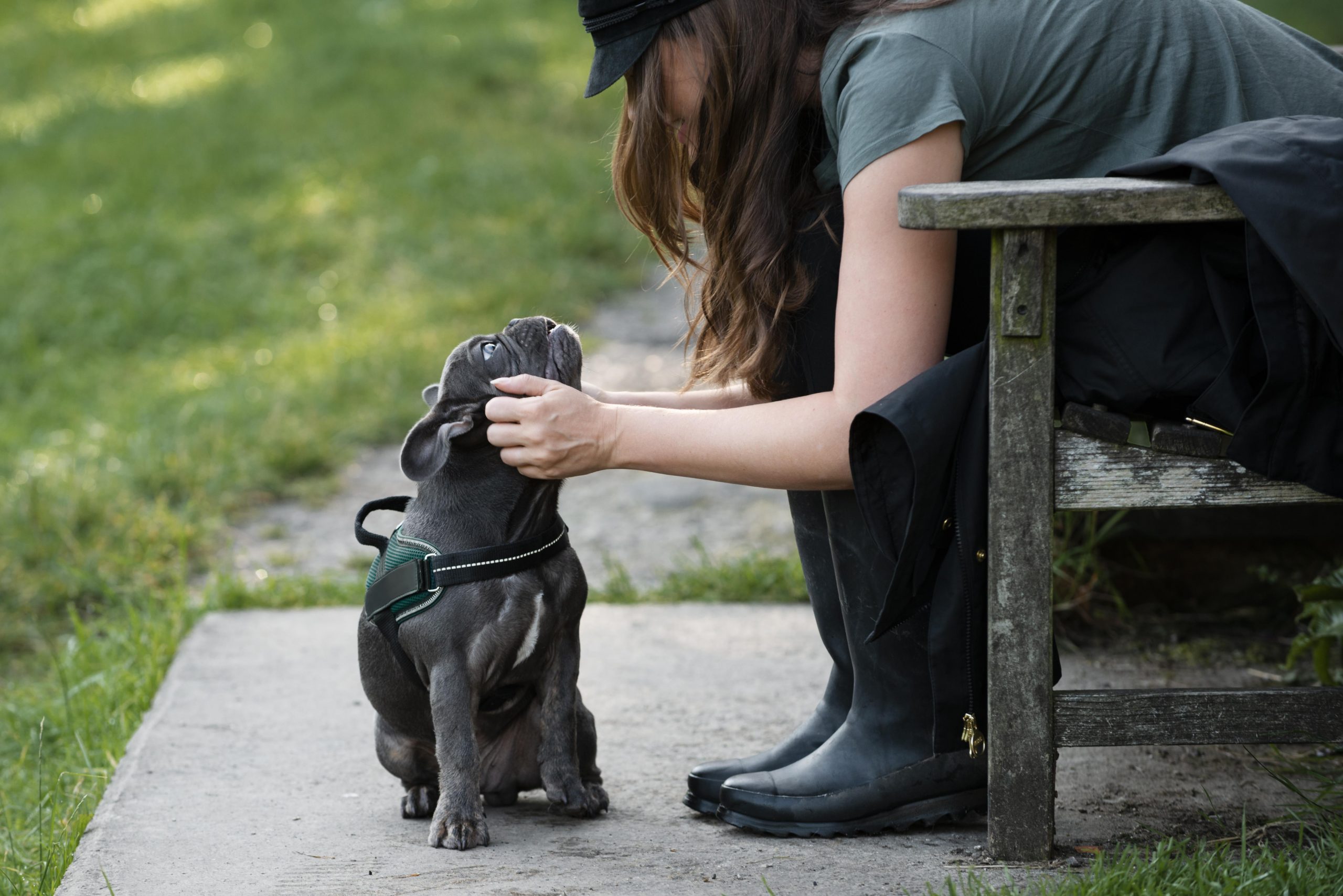 Pit Bull Protect Its Owner