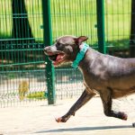 Stop Your Pit Bull From Snorting