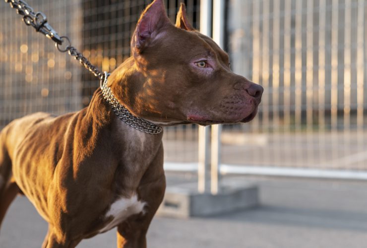 Pit Bulls You Probably Believe