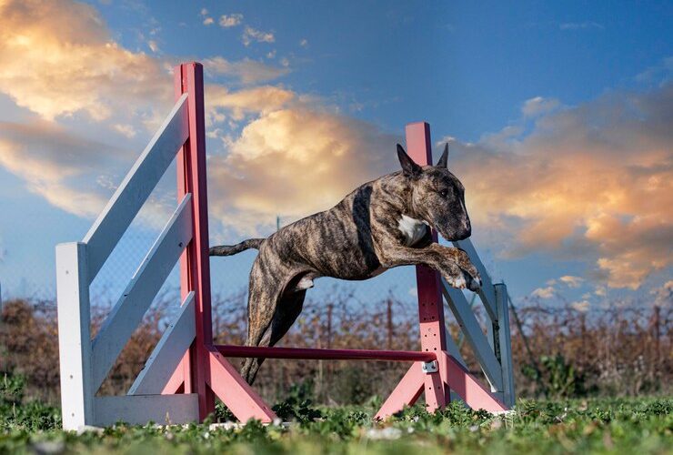 Pit Bulls Dig And What You Can Do To Stop Them