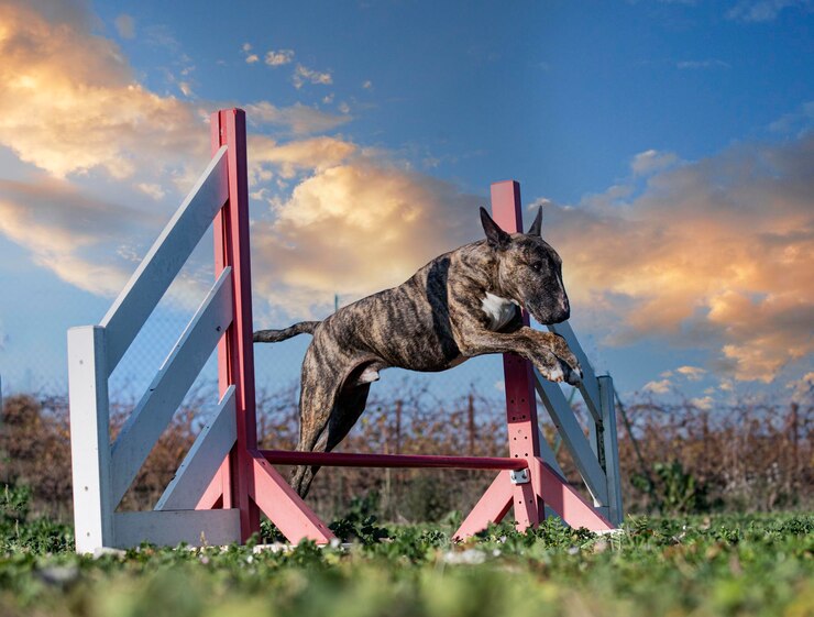 Pit Bulls Dig And What You Can Do To Stop Them