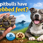 Do Pit Bulls Have Webbed
