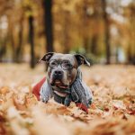 American Bully breed