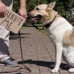 Guide To Registering A Bully Without Papers