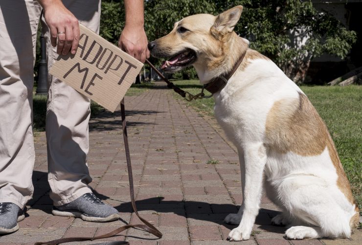 Guide To Registering A Bully Without Papers