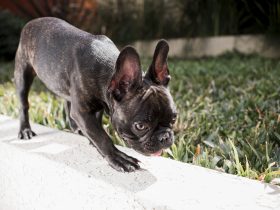 Are Brindle Pit Bulls More Aggressive