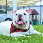 Our American Bullies Are Easy To Train