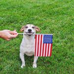 American Bullies Are Stronger Than Other Countries