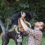 About Age and Aggression in Pit Bulls