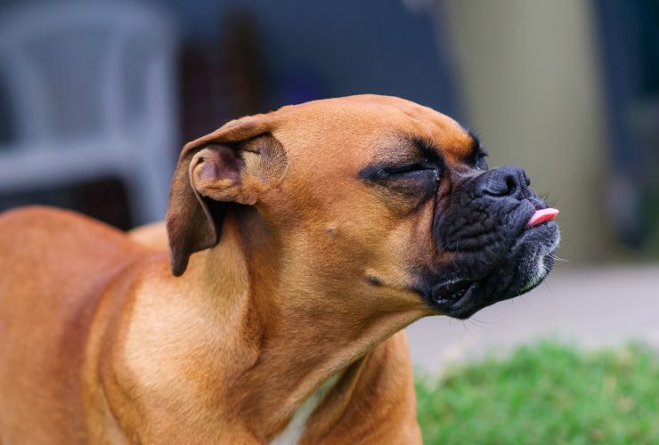 Why Does My Pit Bull Snort