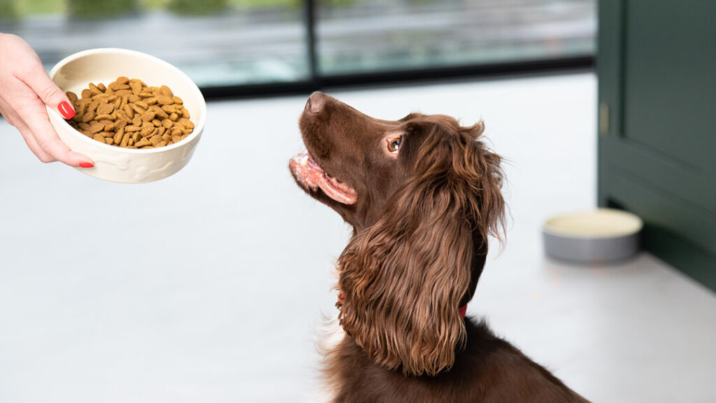 A Guide to a Balanced Canine Diet