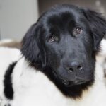 Best Dog Breeds for Apartment Living 2024