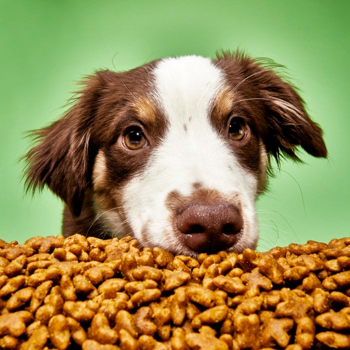Best Hypoallergenic Dog Food Options