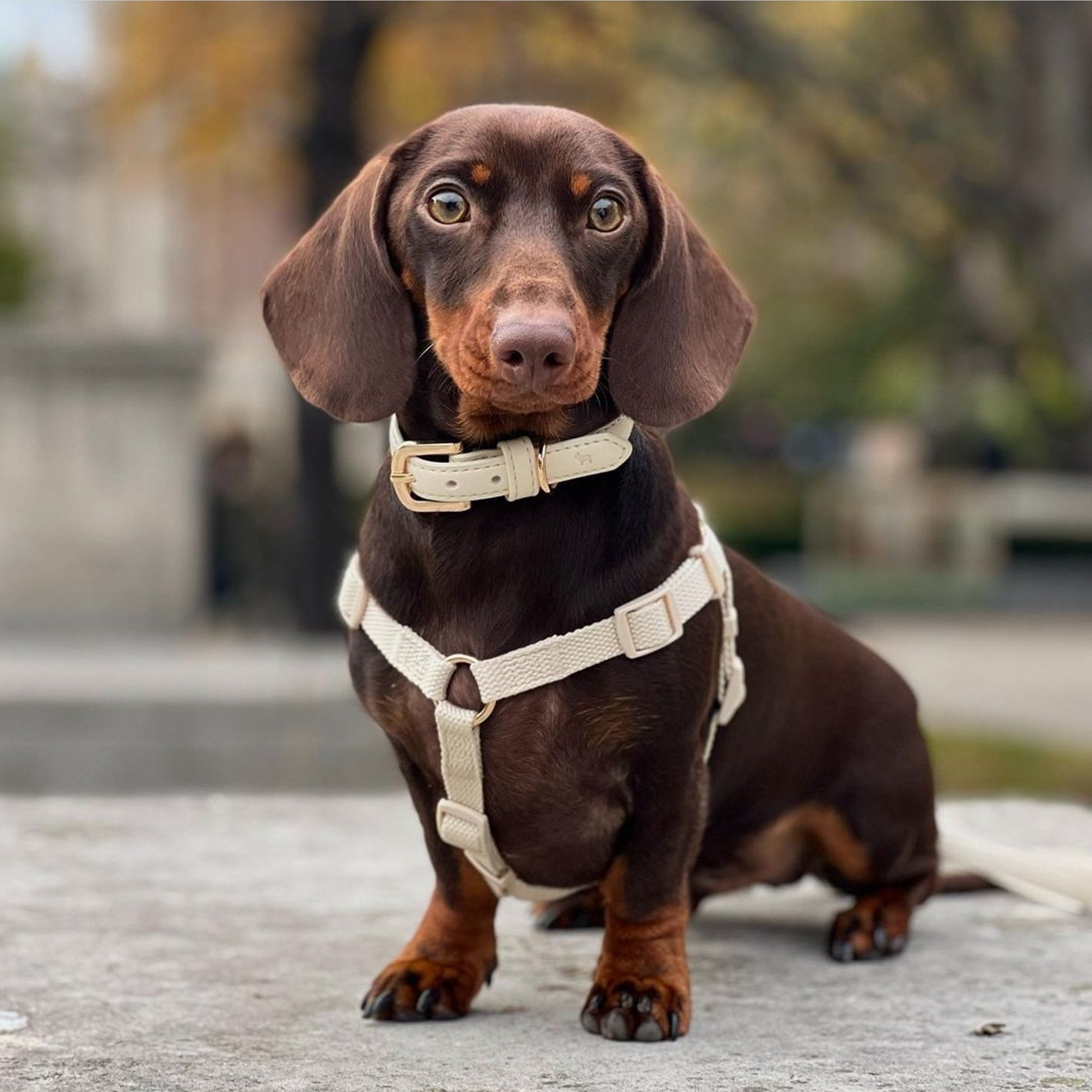 Choosing the Right Dog Harness for Walking