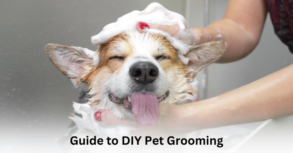 Diy Dog Grooming Tips for Beginners