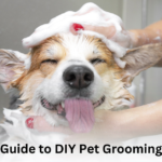Diy Dog Grooming Tips for Beginners