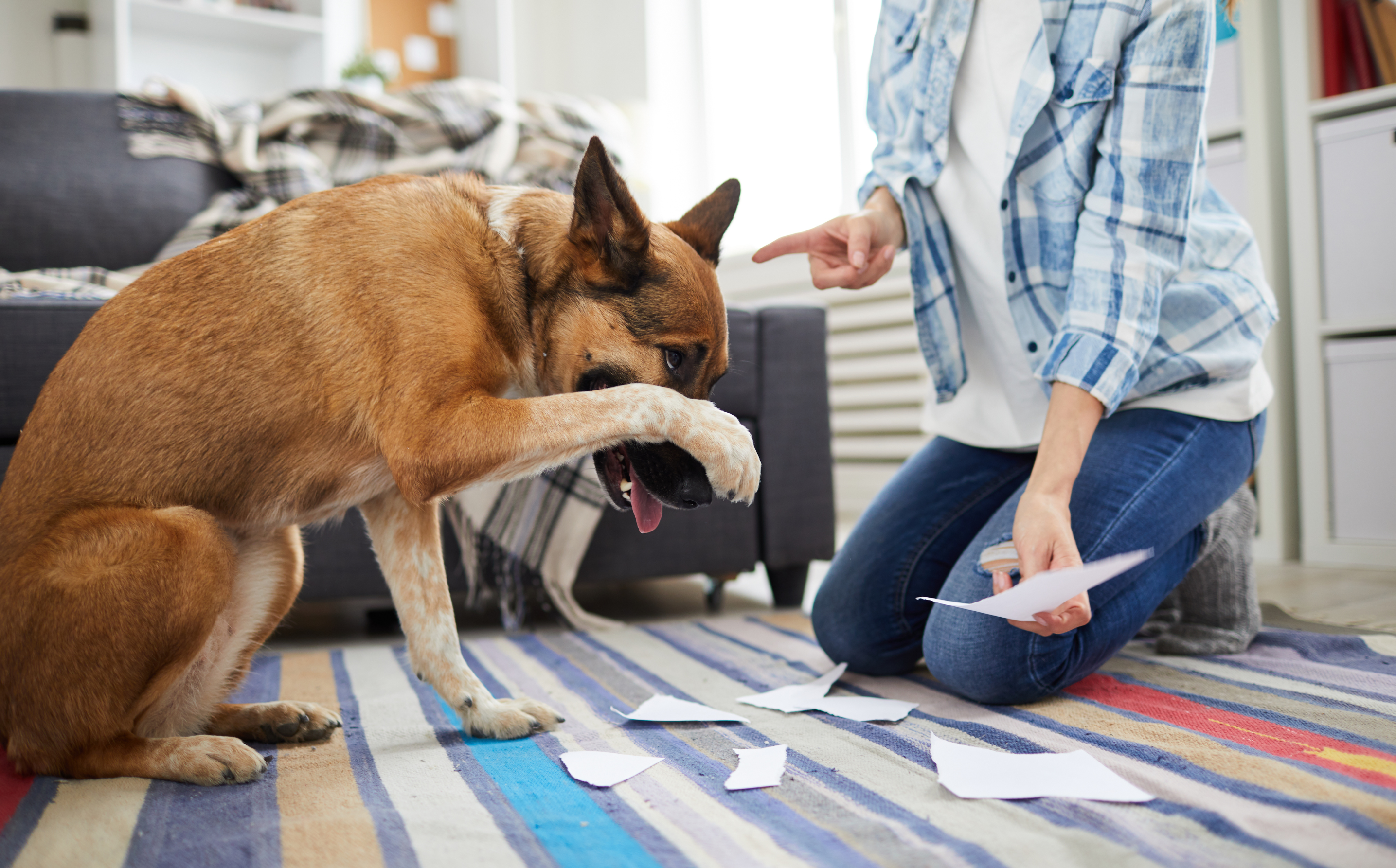 Understanding Dog Body Language Signs