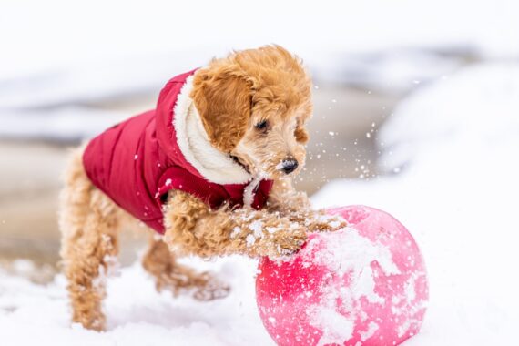 Fun Indoor Activities for Dogs During Winter