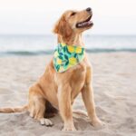 Unleash Your Pup's Style