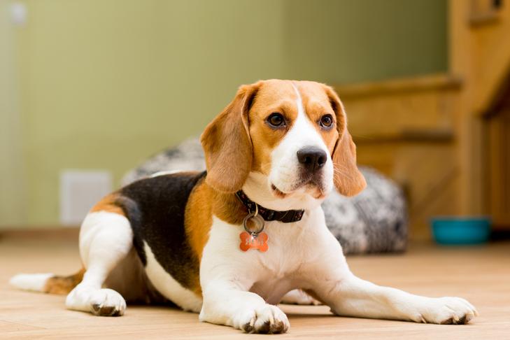 Dog Barking at People Solution