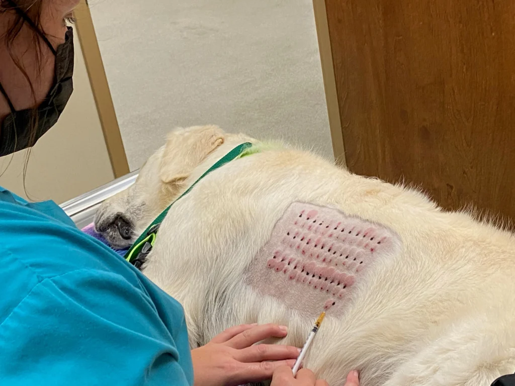 A Comprehensive Guide to Dog Food Allergy Testing