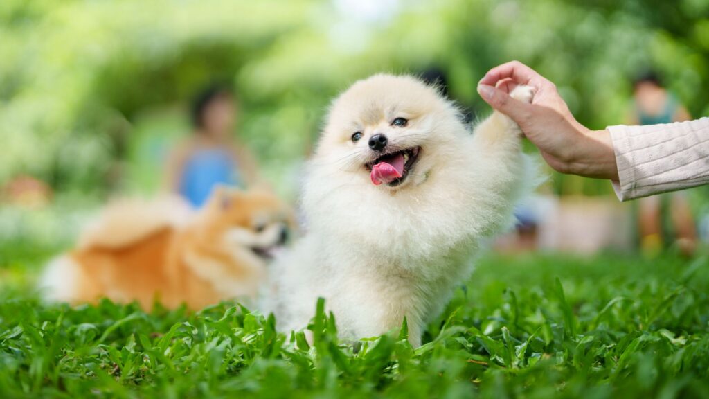 Small Dog Breeds for Apartments