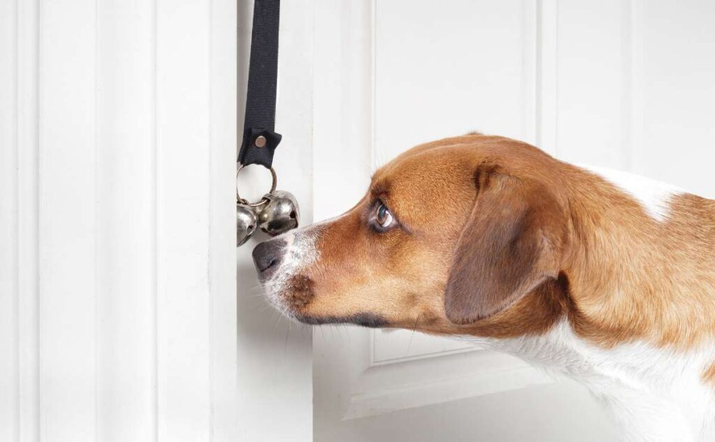 dog bells for potty training