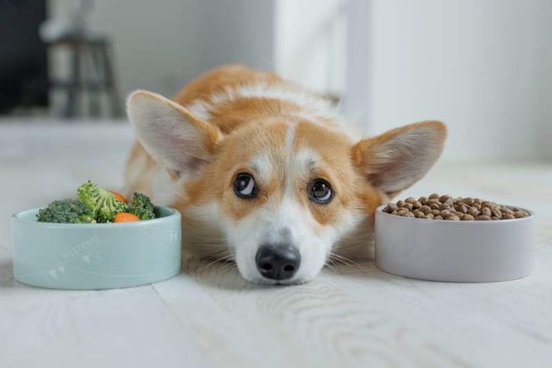 Purina Allergy Dog Food