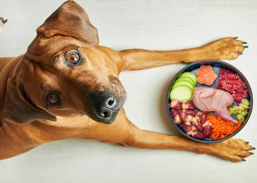 Dog Food for Chicken Allergy