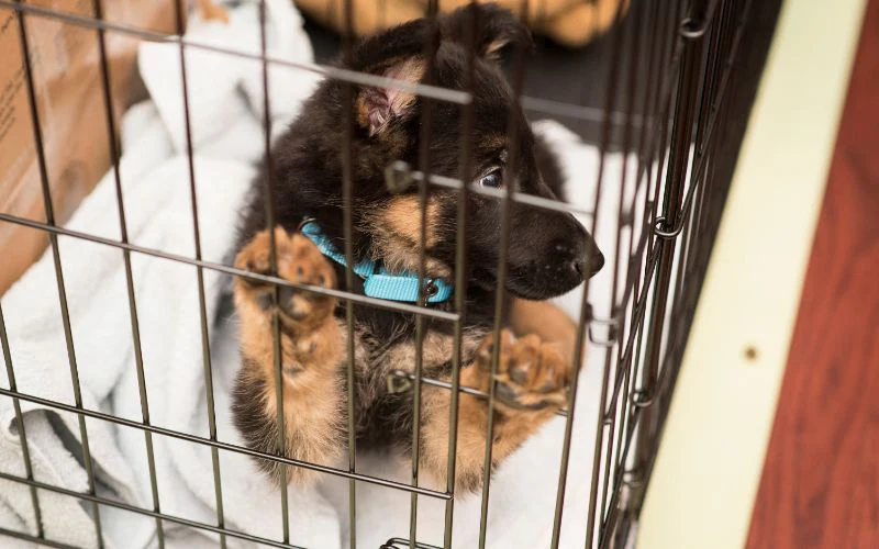 Stop Dogs Barking in Crate