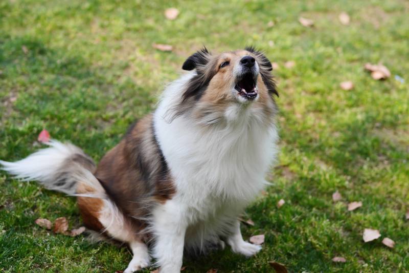 Stop Neighbor’s Dog Barking