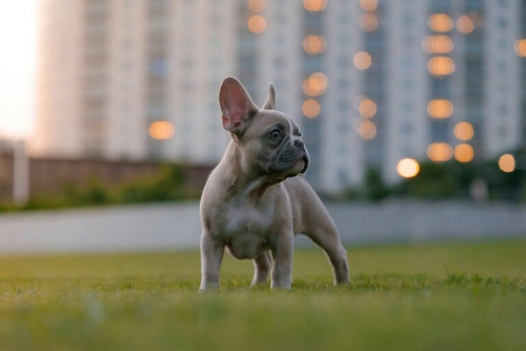 Buying a French Bulldog Puppy