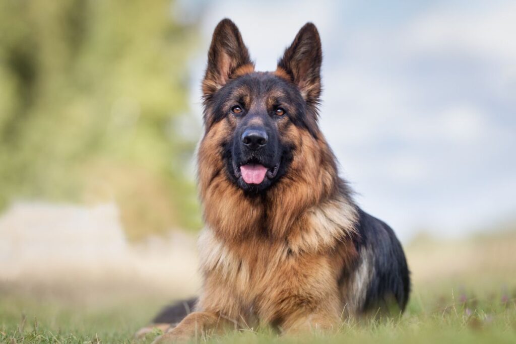 Black German Shepherd Puppy: The Ultimate Guide for Families and Pet Lover
