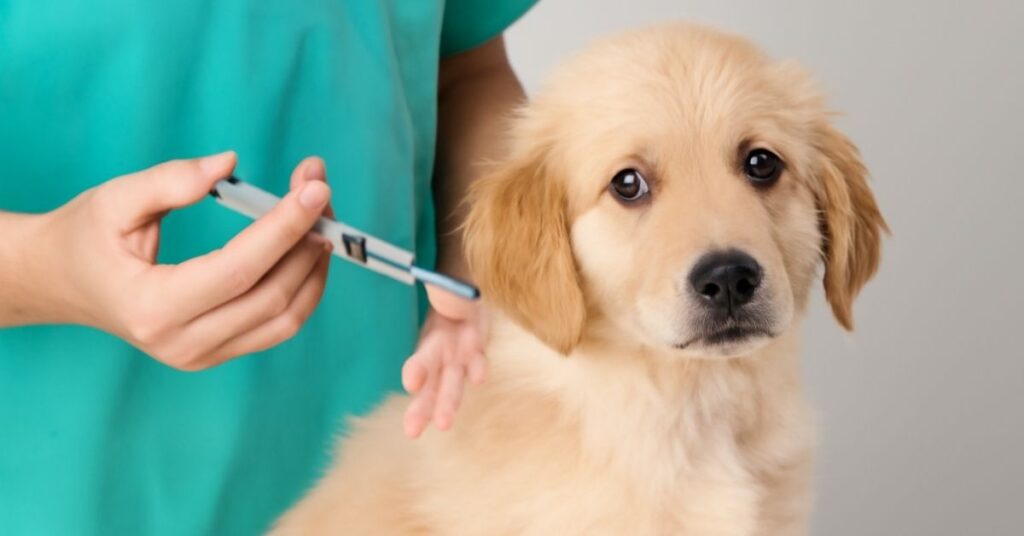 A golden puppy receiving the DHPP vaccine for dogs from a veterinarian in a calm clinic setting