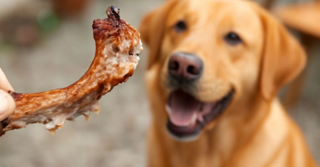 Dog ate a chicken bone and it's important to act quickly.