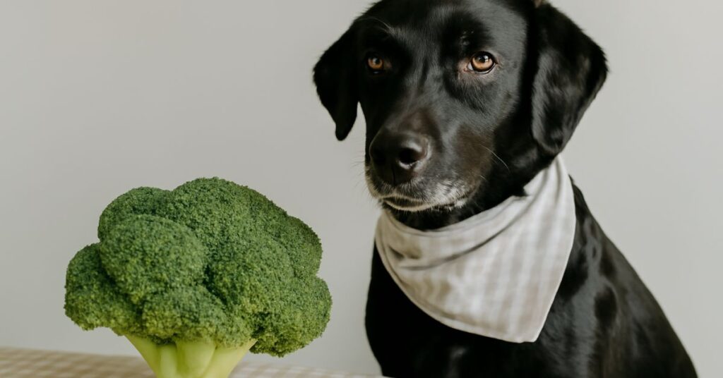 Dog eating broccoli - Can dogs eat broccoli?