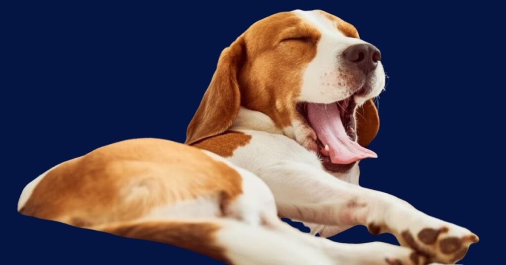 Dog stomach gurgling