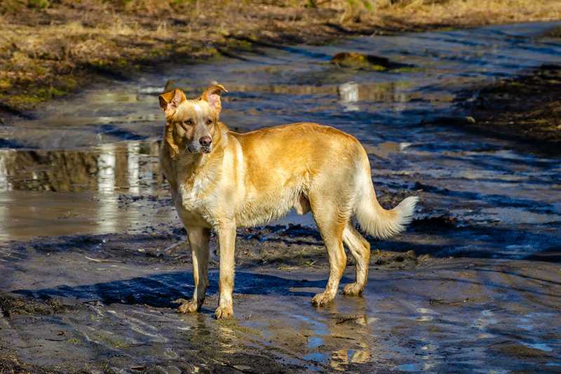 Lost Dog Syndrome