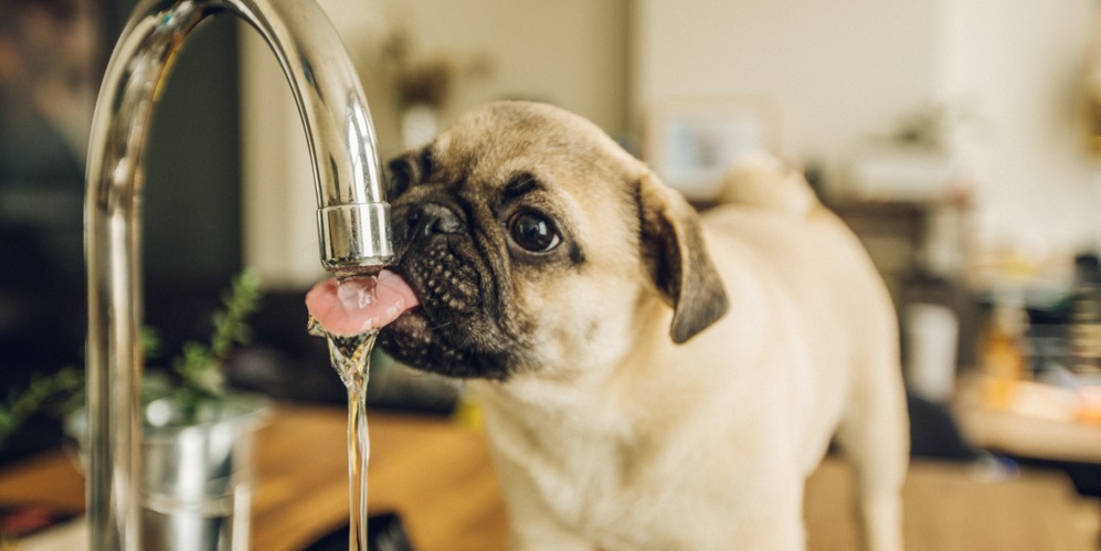 Natural Laxatives for Dogs