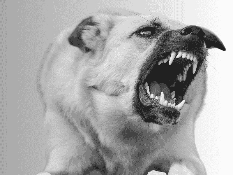 What Does a Dog Growl Mean