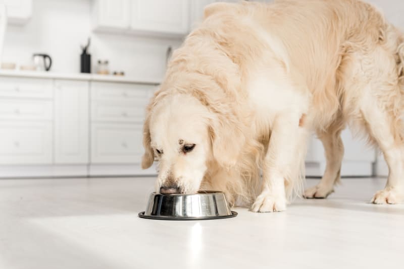 Canine Chicken Allergy