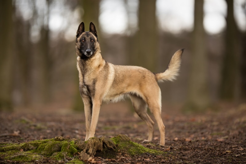 Belgian Malinois Mix