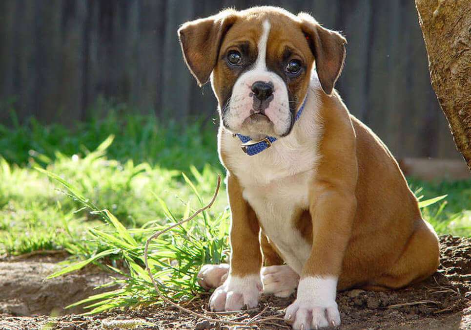 Boxer and puppies