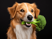 Can Dogs Eat Broccoli