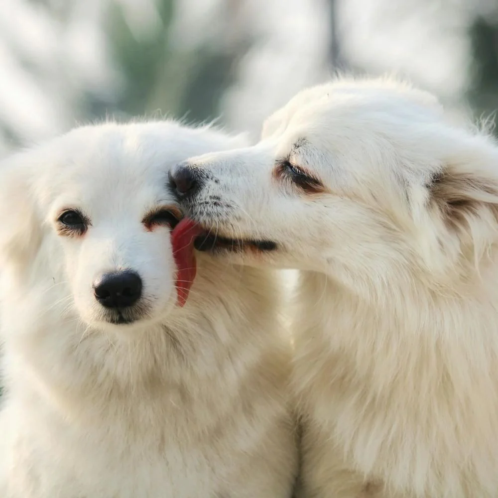 Cobbing in Dogs