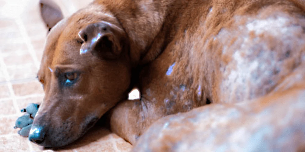 Dog Skin Rash